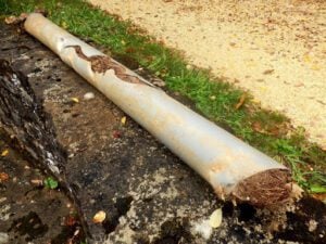 Why Snaking Tree Roots Is a Bad Idea